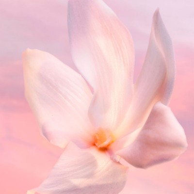 La Vie est Belle Vanille Nude Eau de Parfum