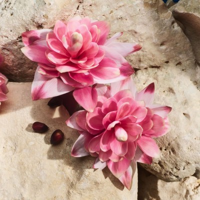 Light Blue Capri in Love Eau de Parfum Light Blue Capri in Love Eau de Parfum