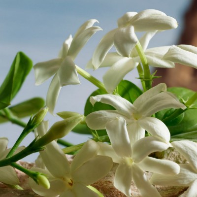 Q by Dolce & Gabanna Eau de Parfum