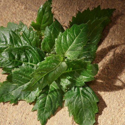 Devotion Male Eau de Parfum Devotion Male Eau de Parfum